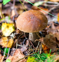 Mushroom Boletus in the autumn forest closeup