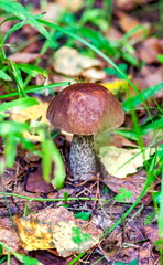 Mushroom Boletus in the autumn forest closeup
