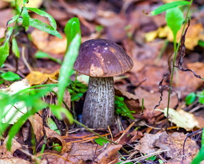 Fototapeta premium Mushroom Boletus in the autumn forest closeup