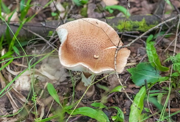 Mushroom fly Agaric closeup on ground and green grass background in summer forest