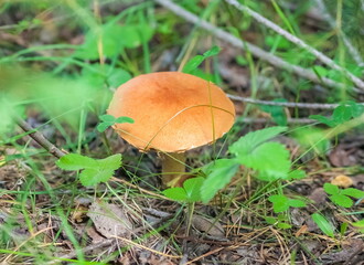 Brown mushroom Oilcan close up on ground and grass background in summer