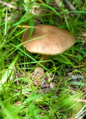 Boletus mushroom close-up on the background of the earth and grass in the summer