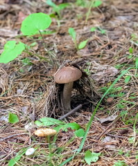 Boletus mushroom close-up on the background of the earth and grass in the summer