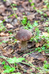 Boletus mushroom close-up on the background of the earth and grass in the summer