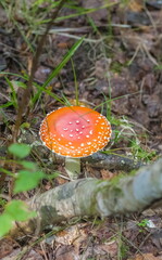Mushroom fly Agaric closeup on ground and green grass background in summer forest