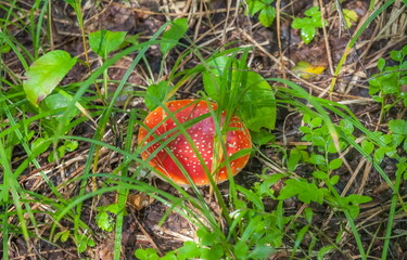 Mushroom fly Agaric closeup on ground and green grass background in summer forest