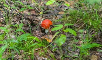 Mushroom fly Agaric closeup on ground and green grass background in summer forest