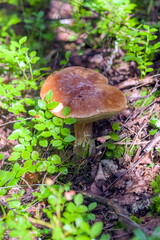 White Mushroom close - up in the forest against the background of earth and grass in summer
