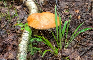 Aspen mushroom close-up on the background of land and green grass in the forest in summer