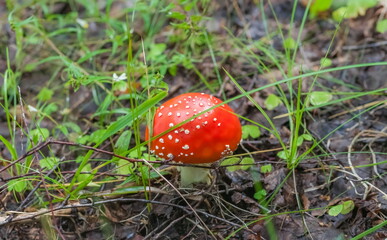 Mushroom fly Agaric closeup on ground and green grass background in summer forest