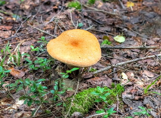 Aspen mushroom close-up on the background of land and green grass in the forest in summer