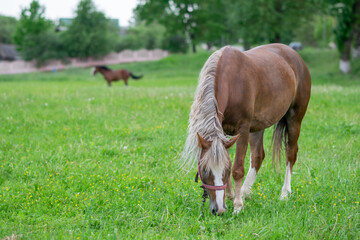 Naklejka na ściany i meble Silvery bay horse in a field on a paddock.