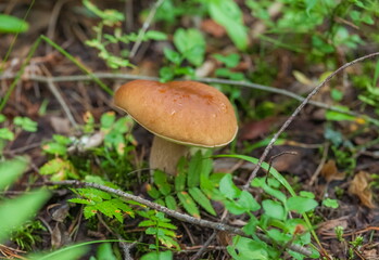 White Mushroom close - up in the forest against the background of earth and grass in summer
