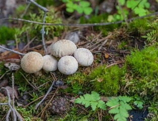 Mushroom raincoat closeup on ground and green grass background in summer forest