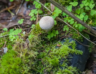 Mushroom raincoat closeup on ground and green grass background in summer forest