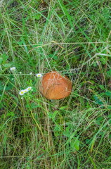 Aspen mushroom close-up on the background of land and green grass in the forest in summer