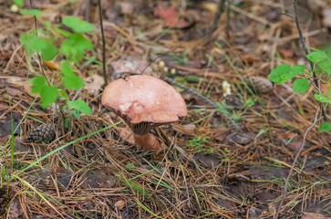 Mushroom closeup on ground and green grass background in summer forest
