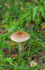 Boletus mushroom close-up on the background of land and green grass in the forest in summer
