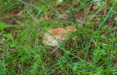 Boletus mushroom close-up on the background of land and green grass in the forest in summer