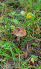 Boletus mushroom close-up on the background of land and green grass in the forest in summer