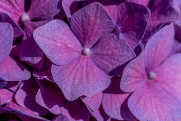 Violet hydrangea. Summer green garden. Bright violet color. Macro.