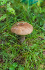 Boletus mushroom close-up on the background of land and green grass in the forest in summer