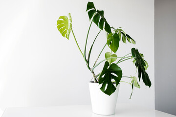 Beautiful monstera flower in a white pot stands on a table on a white background. The concept of minimalism. Monstera deliciosa or Swiss cheese plant in pot tropical leaves background. 