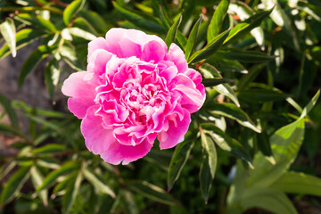 Pink flower peonies flowering  Nature background. Selective focus