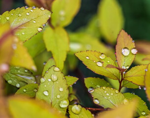 Water droplets after the rain on the leaves of the Bush