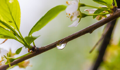 The droplet of water after the rain on the branch of plum