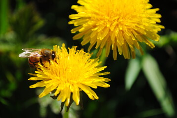 bee on dandelion
