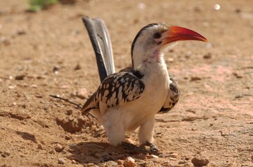 red billed hornbill