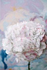 Beautiful single light blue with pink top hydrangea flower on the marbly blue wall background, close up view