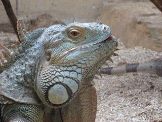 Lizard