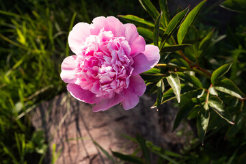 Pink flower peonies flowering  Nature background. Selective focus