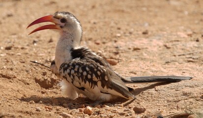 red billed hornbill