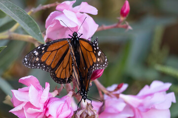 Naklejka premium Monarch butterfly Danaus plexippus mating on an Oleander bush