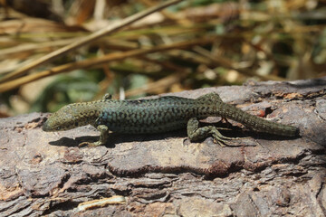 Un lézard des murailles sur un morceau de bois