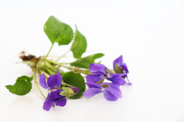 A beautiful spring bouquet, viola odorata flowers on a wooden white background. Minimalist. Beautiful spring wildflowers. Flowers composition.