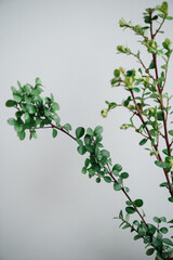 Beautiful single green coloured Myrsine flower on the grey wall background, close up vertical view