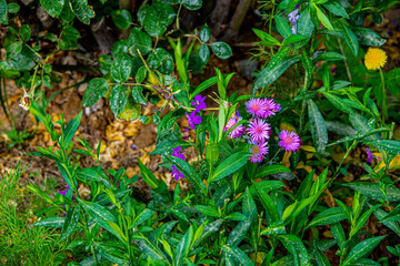 Лужайка с цветами