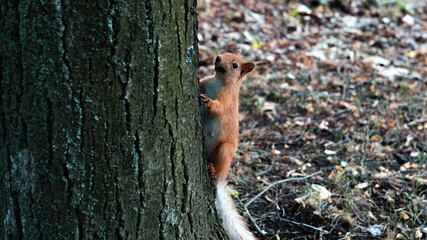 A red squirrel jumps on and around a tree in the garden. High quality photo