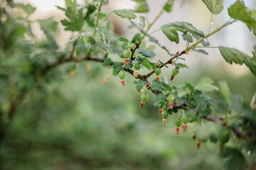 
young gooseberry bush with berries on a branch