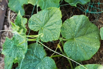 Cucumbers in the greenhouse
