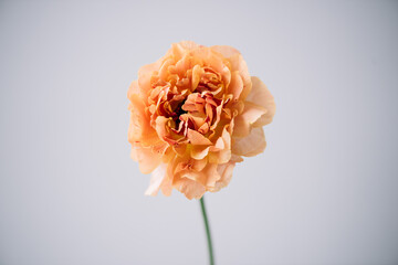 Beautiful single pastel orange coloured japanese ranunculus flower on the grey wall background,...