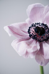 Beautiful single patel purple coloured anemone flower on the grey wall background, close up...