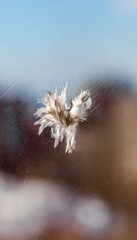 Fluff from the plumage of the bird, stuck to the window glass closeup