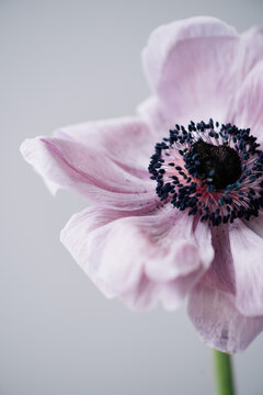 Beautiful single patel purple coloured anemone flower on the grey wall background, close up vertical view