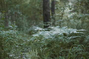  Thickets of green fern in the forest