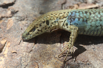 un gros plan de la tête d'un lézard des murailles